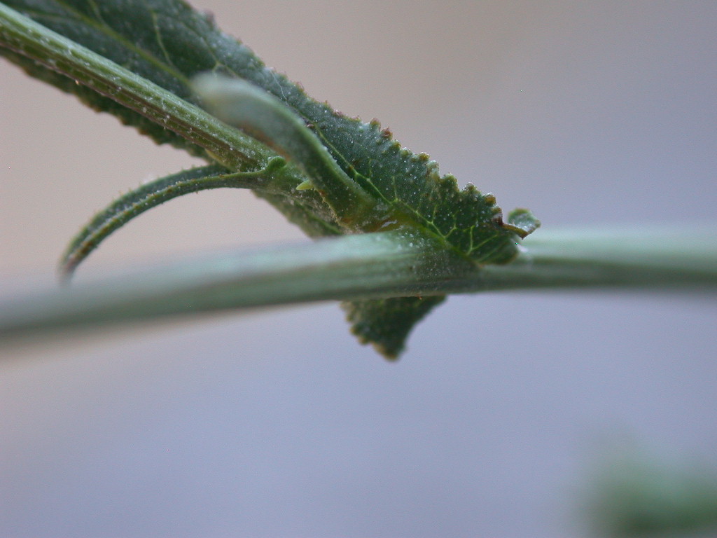 Plumbago europaea / Caprinella